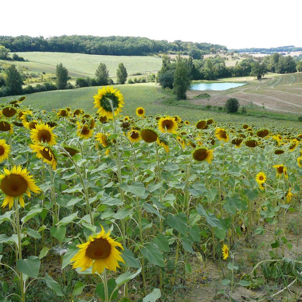 Le Néri i Midi-Pyrénées, Frankrike