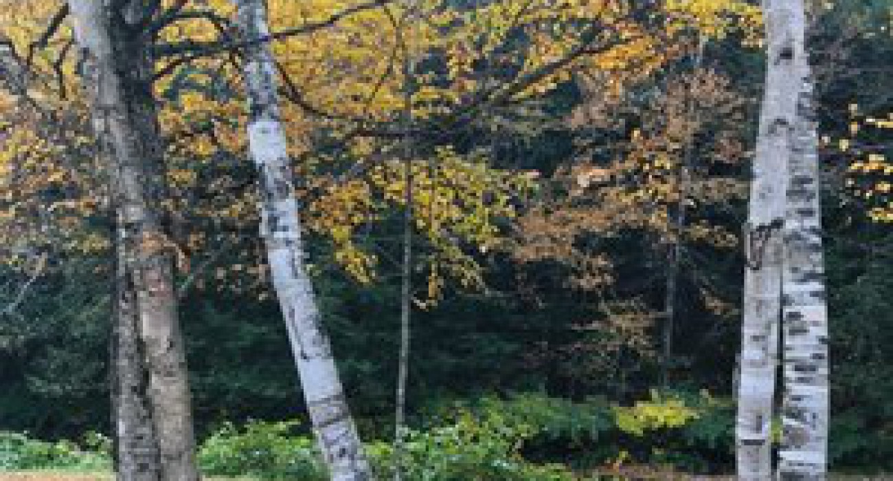 Abel Mountain Campground in Vermont, the United States - Spottocamp -  Spottocamp