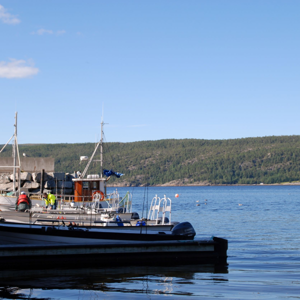 Bjørkvik Hytteutleie og camping