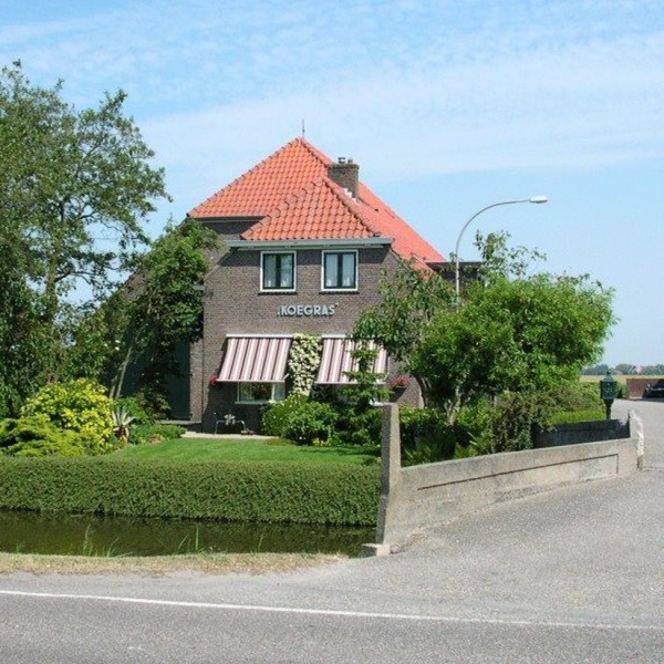 Koegras