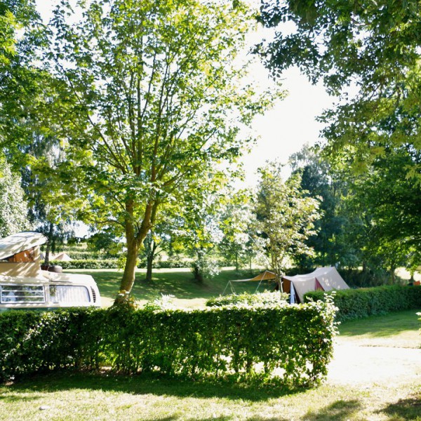 't Zinkviooltje