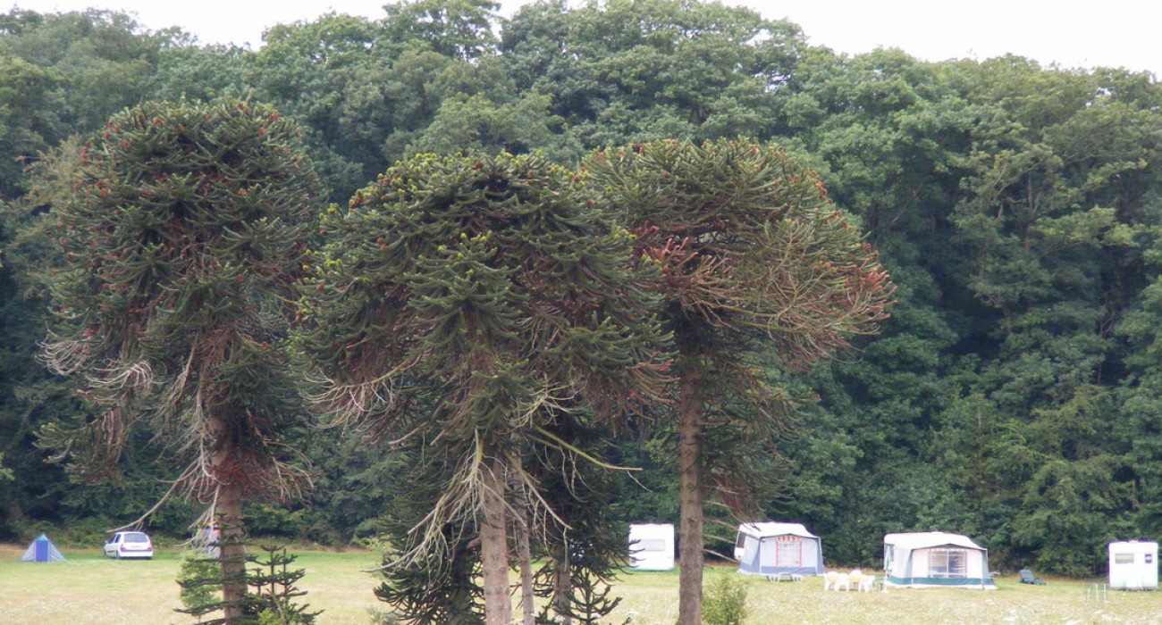 Koad Ar Roc'h in Frankreich - Spottocamp - Spottocamp