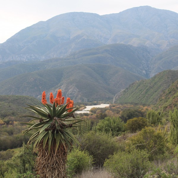Die Dam River Camp (Matjiesvlei)