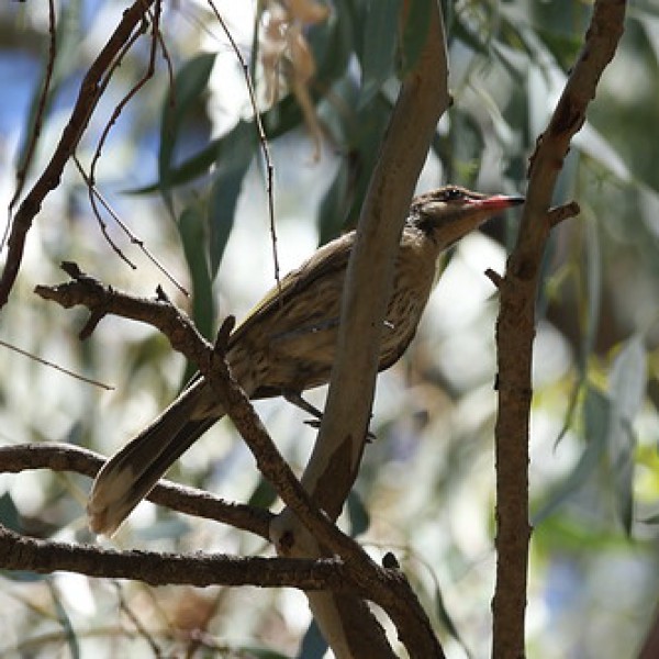 Boundary Bend Passage Camp Campground in Australia Spottocamp