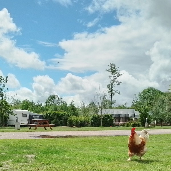 Pieter’s Farm